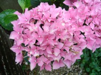 /album/bloemen/sony-024-jpg/